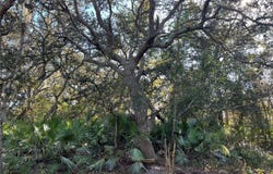 SUNRISE BOULEVARD, MOUNT DORA, FL 32757