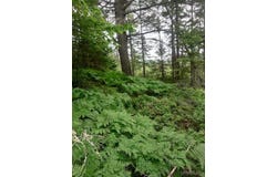 TBD Buckhaven, Newberry, MI 49868