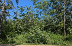 Timber Road, Calmar, IA 52132