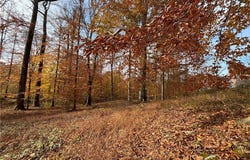 Cobblestone Lane, St Albans, WV 25177