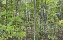 E Old Mountain Road lot: 4, Cedar, MI 49621