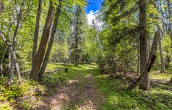 Nhn Red Hawk Drive, Bigfork, MT 59911