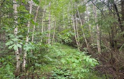 On Knowles Road, Loretta, WI 54896