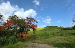 CARR 31 INT 950 KMHM 97, Naguabo, 00718