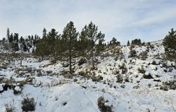 Roosevelt, Hot Sulphur Springs, CO 80451