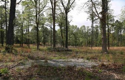 1221 Lena Ln, Oxford, AR 72565