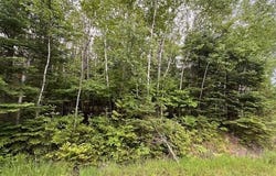 4593& 4613 Kalua Drive, Indian River, MI 49749