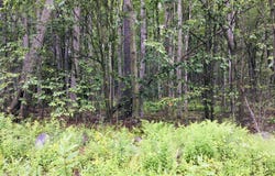 40 Gross Drive W, Pocono Pines, PA 18350