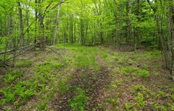 0 Deer Run Rd., Hancock, NY 13783