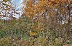 620 County Road, Broseley, MO 63932