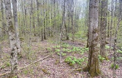 6281 E Hill Road, Caneadea, NY 14717