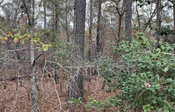 TBD Parkwood Avenue 4, North, SC 29112