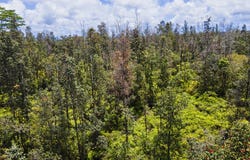 AULII ST, Keaau, HI 96749
