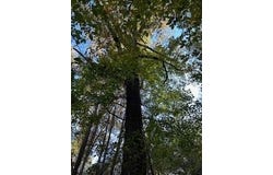 Tract 4 Hwy 9w, OXFORD, MS 38655