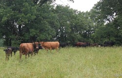 16292 County Road 303, Vienna, MO 65582