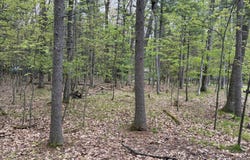 Sweet Fern Lane, Roscommon, MI 48653
