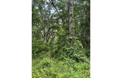 NE 642nd St, Old Town, FL 32680
