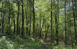 V/L New Bailey Drive NE, Ada, MI 49301