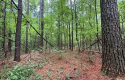 2538 Us-98, Smithdale, MS 39664