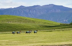 218 McCormick Road, Sheridan, WY 82801