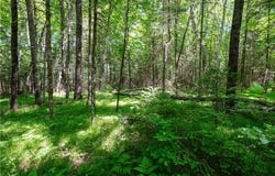 33 Acres Buffalo Lake Road, Cable, WI 54821