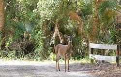 32801 Hwy 441 Lot 192, Okeechobee, FL 34972