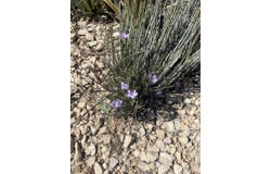141 Killingsworth Rd, Terlingua, TX 79852