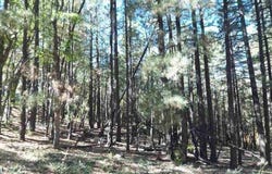 6166 Paradise Pine Lane, Pinetop, AZ 85935