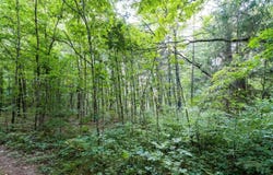 0 158th Avenue, West Olive, MI 49460