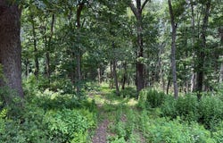 81 & 82 CABIN ROAD, AUGUSTA, WV 26704