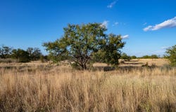 12805 Blackjack Rd., TX 76842