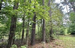 2 Highway 483, Morton, MS 39117