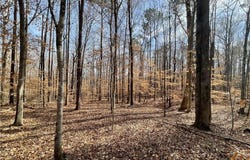 Lee Rd 462 lot: 2, Valley, AL 36854