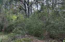 19 Bucaneer Cr, Carriere, MS 39426