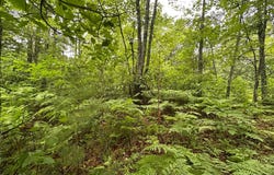 Lot 20 DADS LAKE RD, Eagle River, WI 54521