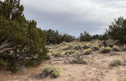 934 Woodland Valley Ranch, St. Johns, AZ 85936