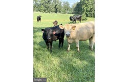 0 ROCK MILLS RD, WOODVILLE, VA 22749