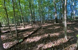 Partridge Tr, Grandview, TN 37337