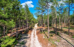 420 Acres Columbia Highway N, Ridge Spring, SC 29129