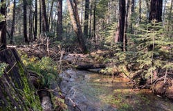 Montgomery Road, Shingletown, CA 96088