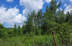 hwy W 66, Timbo, AR 72680