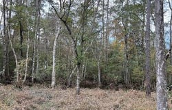 13619 CRABAPPLE Lane, Franklinton, LA 70438