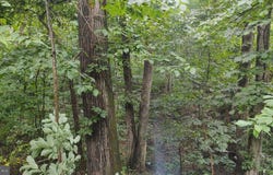 LOT 10 MAGNOLIA DRIVE, FRONT ROYAL, VA 22630