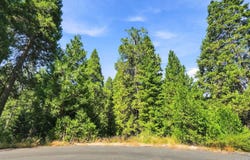 Foxglove Lane, Shaver Lake, CA 93664