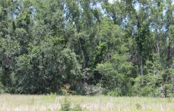 NE CR 255, Lee, FL 32059