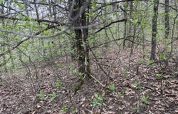 001 Holiday Hills Drive, Cape Fair, MO 65624