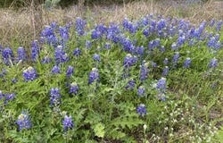 1365 Pedernales Hills RD, Johnson City, TX 78636