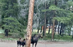 272 Severance Lodge Rd, Black Hawk, CO 80422