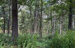 79 CABIN ROAD, AUGUSTA, WV 26704