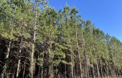 0028 Mt Zion, Gordon, AL 36343